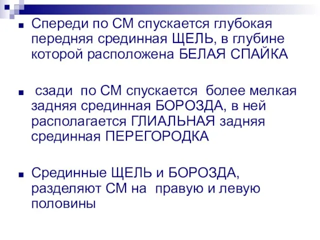 Спереди по СМ спускается глубокая передняя срединная ЩЕЛЬ, в глубине которой