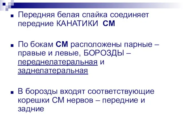 Передняя белая спайка соединяет передние КАНАТИКИ СМ По бокам СМ расположены