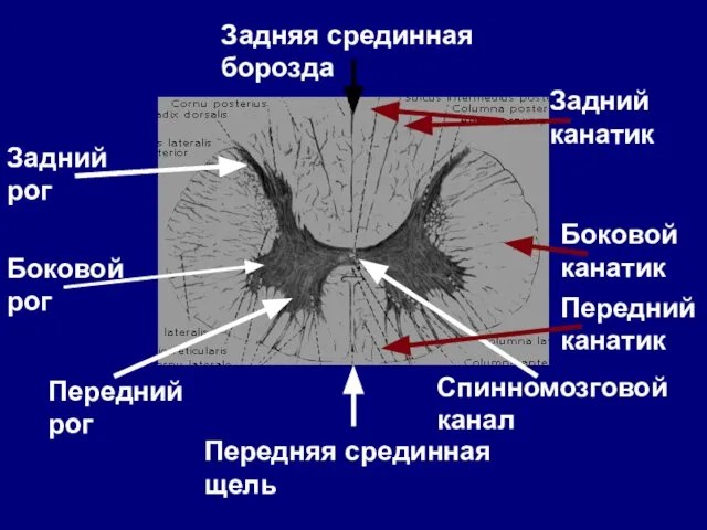 Передняя срединная щель Задняя срединная борозда Спинномозговой канал Передний рог Боковой