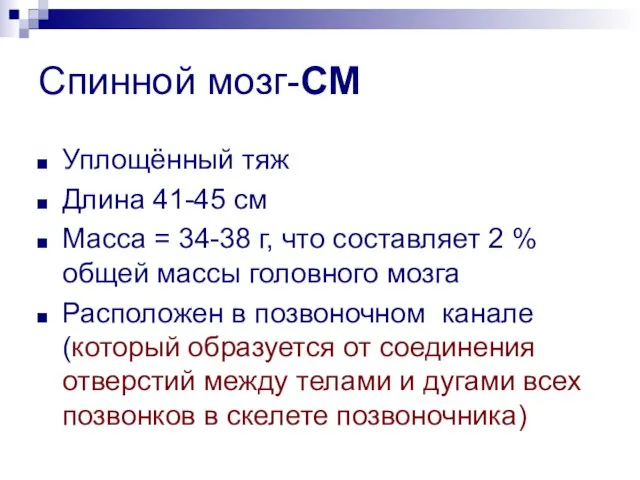 Спинной мозг-СМ Уплощённый тяж Длина 41-45 см Масса = 34-38 г,