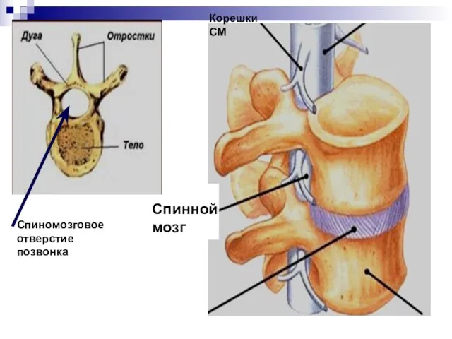 Спинной мозг Корешки СМ Спиномозговое отверстие позвонка