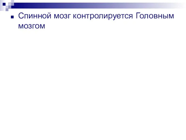 Спинной мозг контролируется Головным мозгом