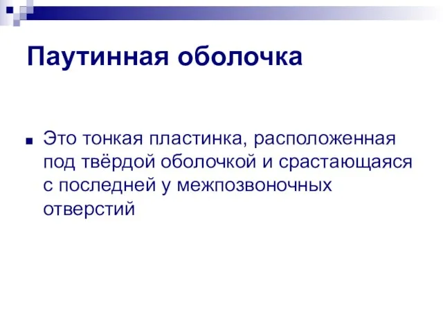 Паутинная оболочка Это тонкая пластинка, расположенная под твёрдой оболочкой и срастающаяся с последней у межпозвоночных отверстий