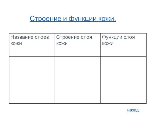 Строение и функции кожи. назад