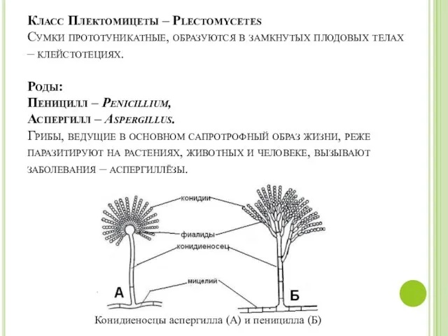 Класс Плектомицеты – Plectomycetes Сумки прототуникатные, образуются в замкнутых плодовых телах