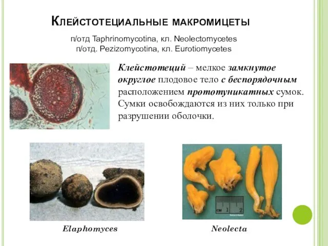 Клейстотециальные макромицеты . п/отд Taphrinomycotina, кл. Neolectomycetes п/отд. Pezizomycotina, кл. Eurotiomycetes