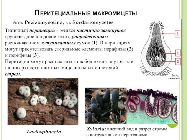 Перитециальные макромицеты Типичный перитеций – мелкое частично замкнутое грушевидное плодовое тело