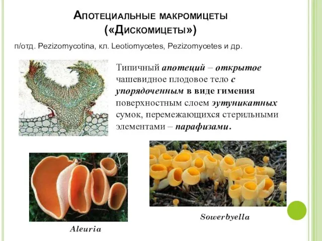 Апотециальные макромицеты («Дискомицеты») п/отд. Pezizomycotina, кл. Leotiomycetes, Pezizomycetes и др. Типичный