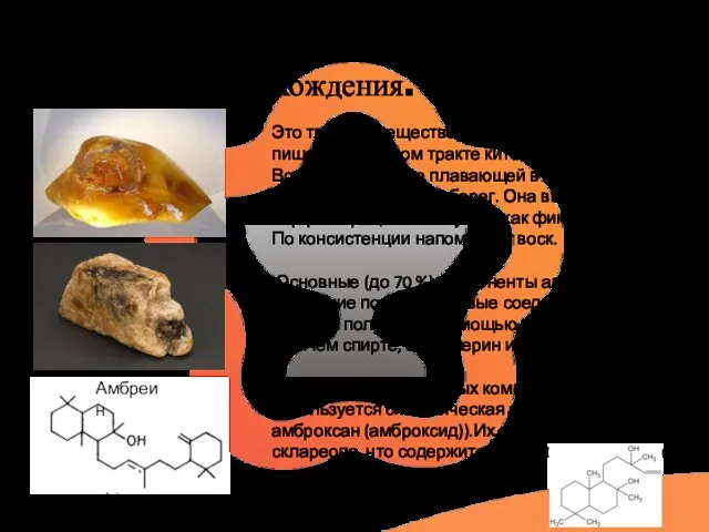 Душистые вещества животного происхождения. Амбра Это твердое вещество, которое образуется в