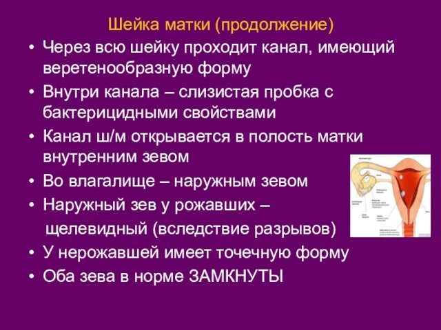 Шейка матки (продолжение) Через всю шейку проходит канал, имеющий веретенообразную форму