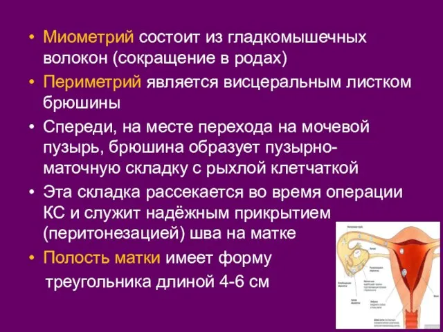 Миометрий состоит из гладкомышечных волокон (сокращение в родах) Периметрий является висцеральным