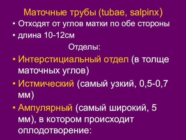 Маточные трубы (tubae, salpinx) Отходят от углов матки по обе стороны