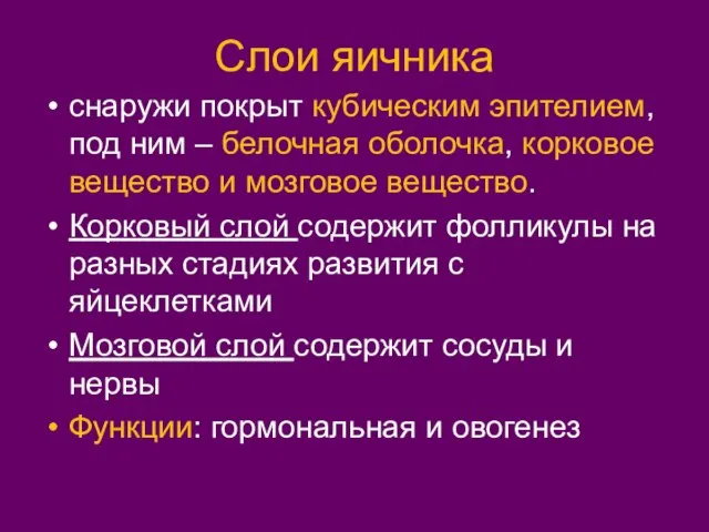 Слои яичника снаружи покрыт кубическим эпителием, под ним – белочная оболочка,