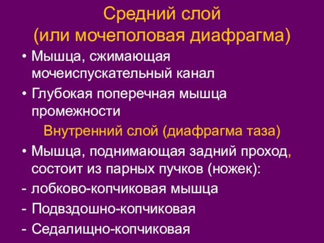 Средний слой (или мочеполовая диафрагма) Мышца, сжимающая мочеиспускательный канал Глубокая поперечная