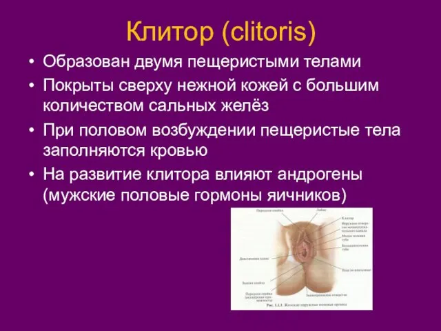 Клитор (clitoris) Образован двумя пещеристыми телами Покрыты сверху нежной кожей с