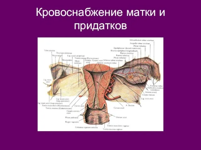 Кровоснабжение матки и придатков