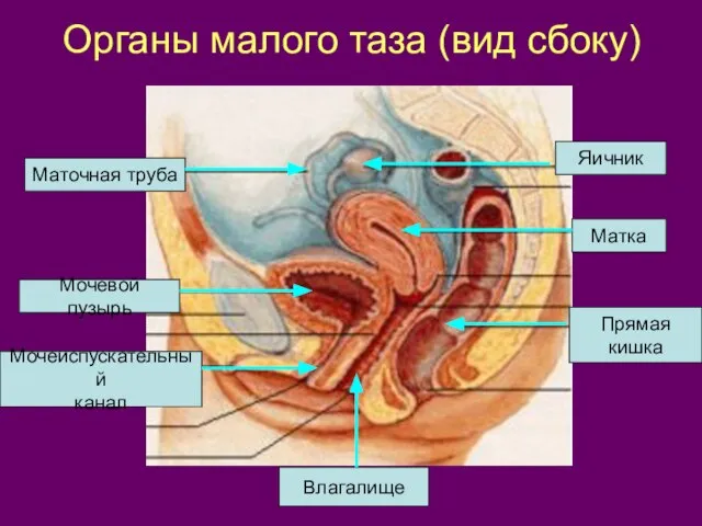 Органы малого таза (вид сбоку) Яичник Маточная труба Матка Мочевой пузырь Мочеиспускательный канал Влагалище Прямая кишка