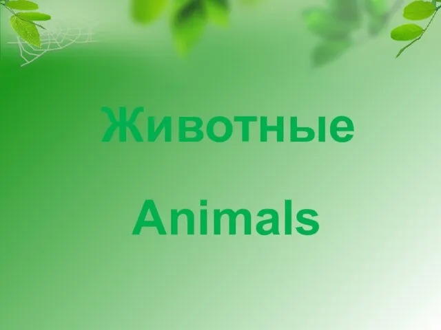 Животные Animals