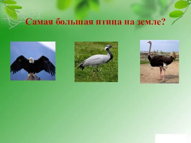 Самая большая птица на земле?