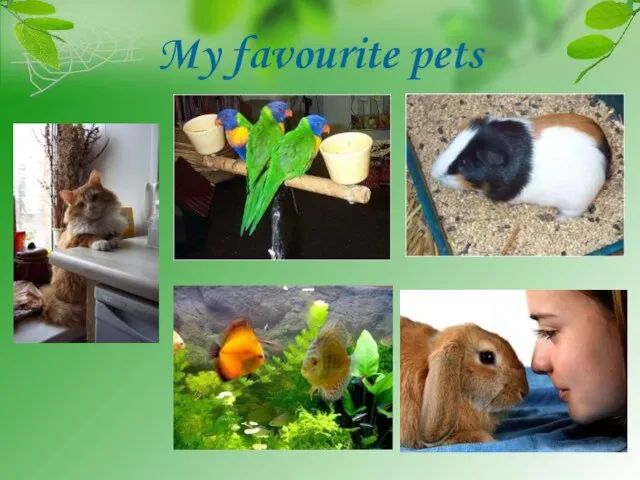 My favourite pets