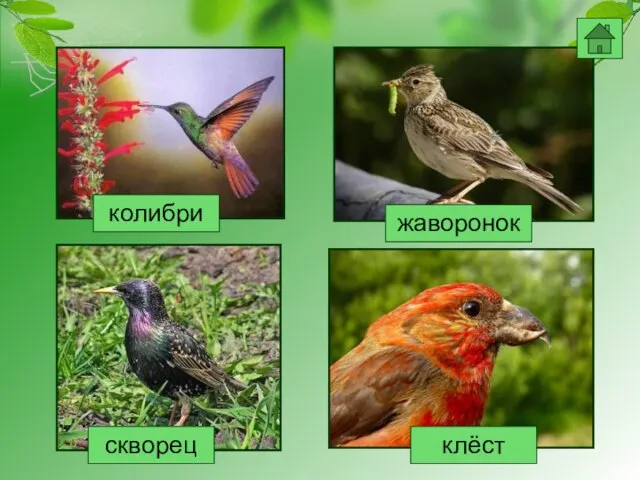 колибри жаворонок клёст скворец