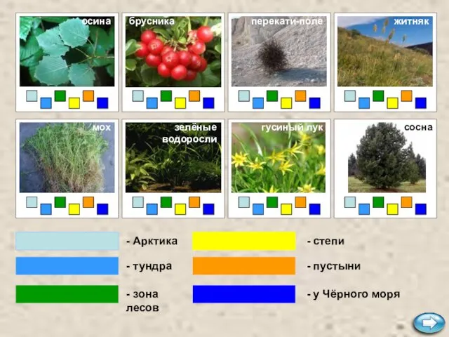 - Арктика - тундра - зона лесов - степи - пустыни