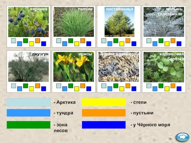 ягель - Арктика - тундра - зона лесов - степи -