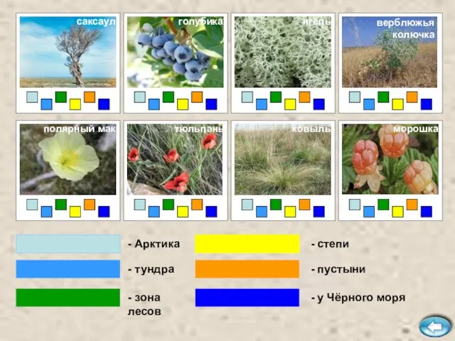 - Арктика - тундра - зона лесов - степи - пустыни