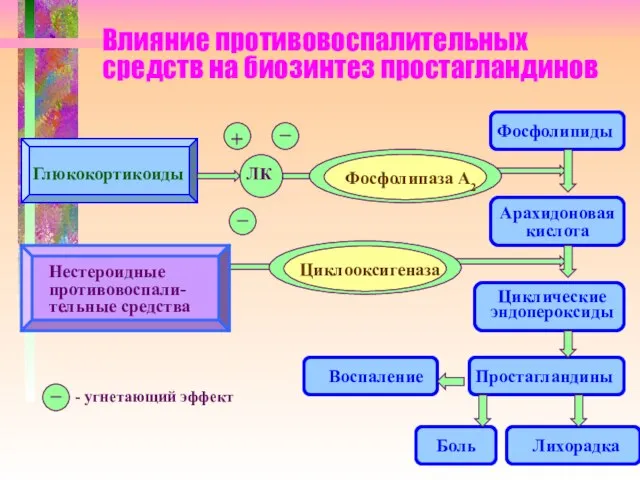 Влияние противовоспалительных средств на биозинтез простагландинов Глюкокортикоиды Нестероидные противовоспали-тельные средства +