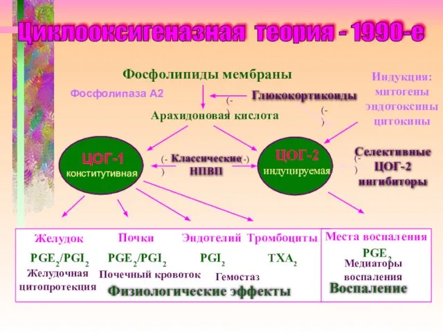 Фосфолипиды мембраны Арахидоновая кислота Глюкокортикоиды (-) ЦОГ-2 индуцируемая Селективные ЦОГ-2 ингибиторы