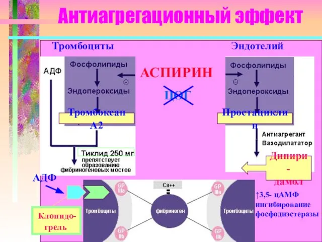 Антиагрегационный эффект Тромбоциты Эндотелий АСПИРИН Тромбоксан А2 Простациклин ЦОГ АДФ Клопидо-