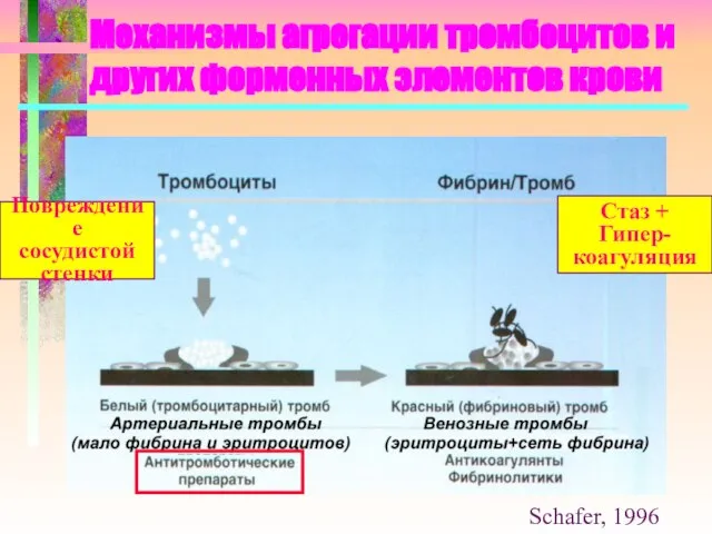 Механизмы агрегации тромбоцитов и других форменных элементов крови Schafer, 1996 Повреждение