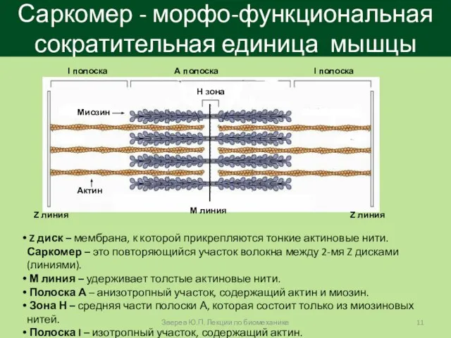 Саркомер - морфо-функциональная сократительная единица мышцы Z диск – мембрана, к