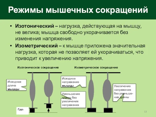 Режимы мышечных сокращений Изотонический – нагрузка, действующая на мышцу, не велика;