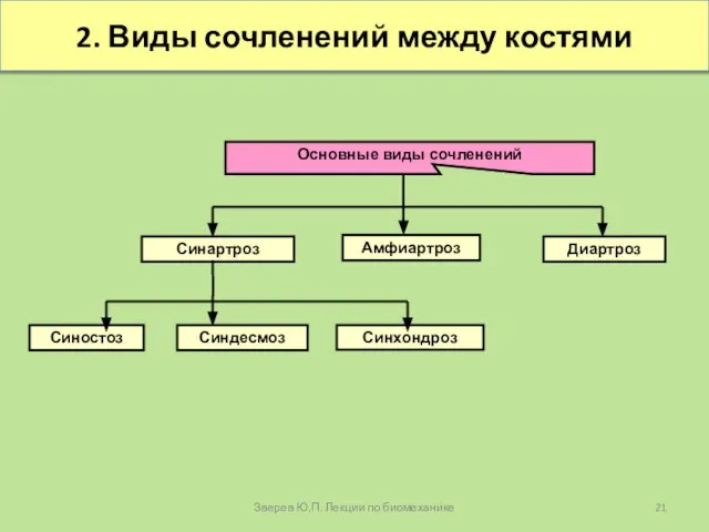 2. Виды сочленений между костями Зверев Ю.П. Лекции по биомеханике