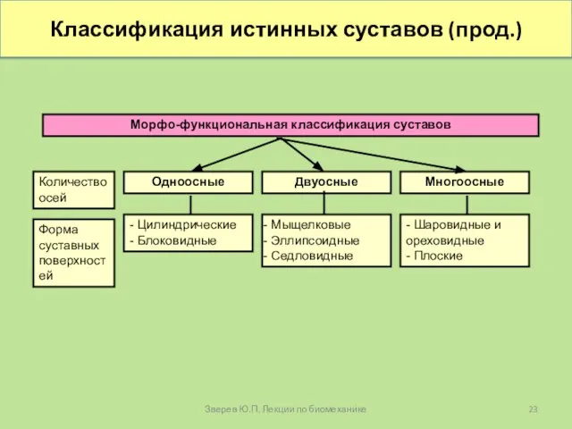 Классификация истинных суставов (прод.) Морфо-функциональная классификация суставов Одноосные Многоосные Двуосные -