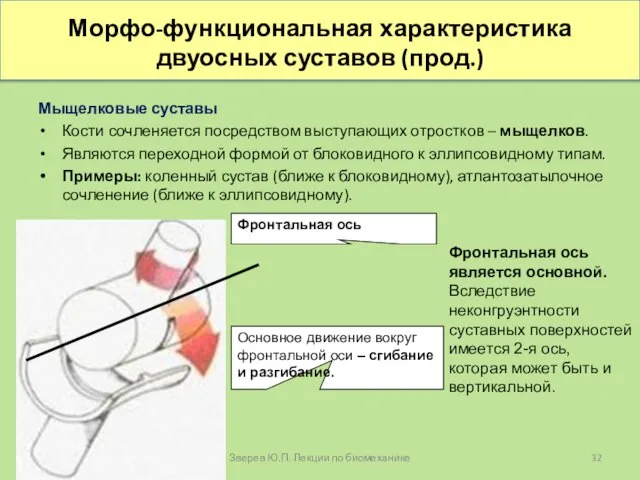 Мыщелковые суставы Кости сочленяется посредством выступающих отростков – мыщелков. Являются переходной