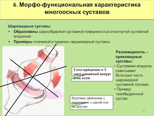 6. Морфо-функциональная характеристика многоосных суставов Шаровидные суставы Образованы шарообразной суставной поверхностью