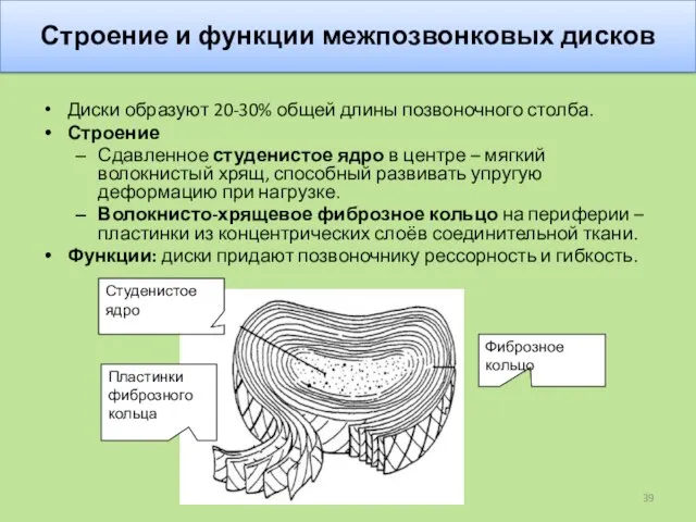 Строение и функции межпозвонковых дисков Диски образуют 20-30% общей длины позвоночного