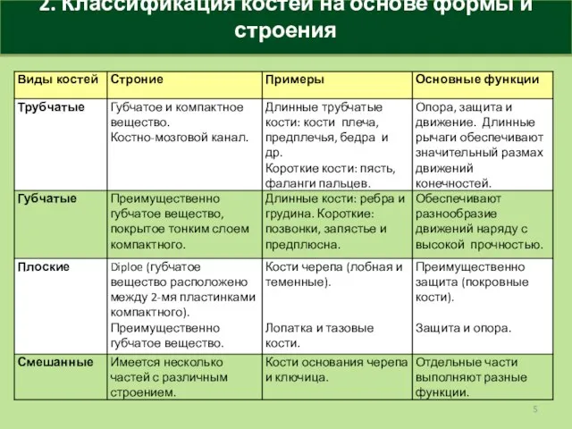 2. Классификация костей на основе формы и строения