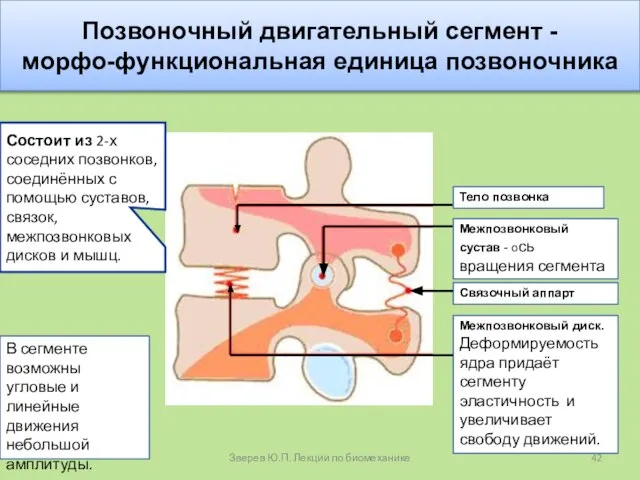 Позвоночный двигательный сегмент - морфо-функциональная единица позвоночника Состоит из 2-х соседних