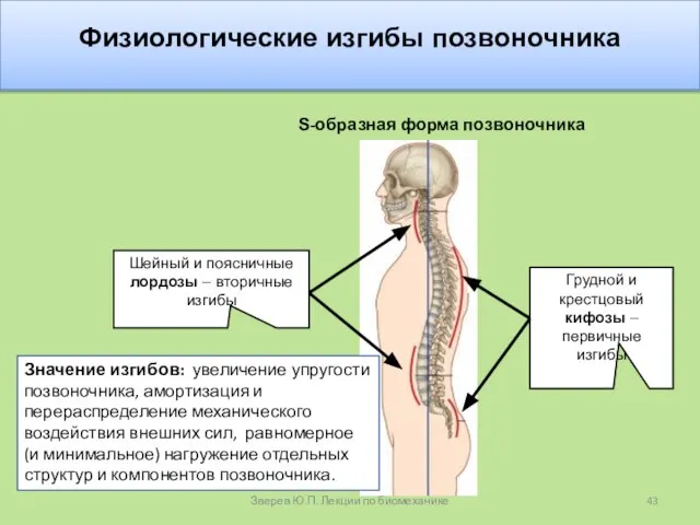 Физиологические изгибы позвоночника Значение изгибов: увеличение упругости позвоночника, амортизация и перераспределение