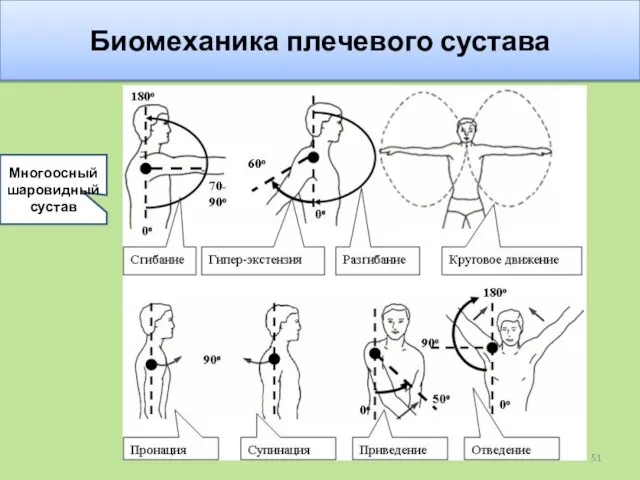 Биомеханика плечевого сустава Многоосный шаровидный сустав