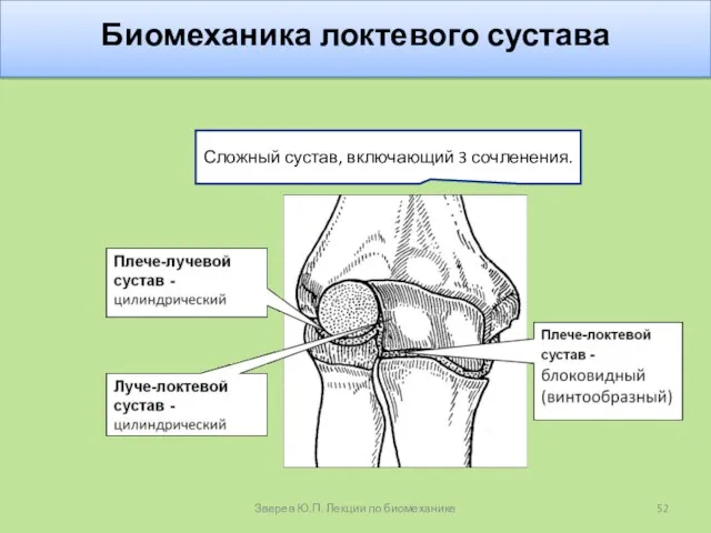 Биомеханика локтевого сустава Сложный сустав, включающий 3 сочленения. Зверев Ю.П. Лекции по биомеханике