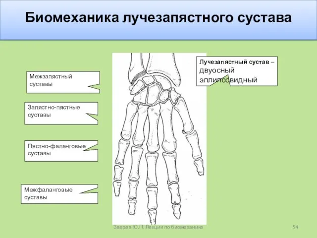 Биомеханика лучезапястного сустава Зверев Ю.П. Лекции по биомеханике