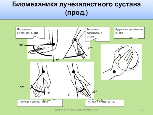 Биомеханика лучезапястного сустава (прод.) Зверев Ю.П. Лекции по биомеханике