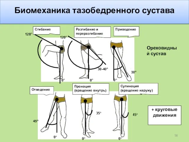 Биомеханика тазобедренного сустава + круговые движения Ореховидный сустав