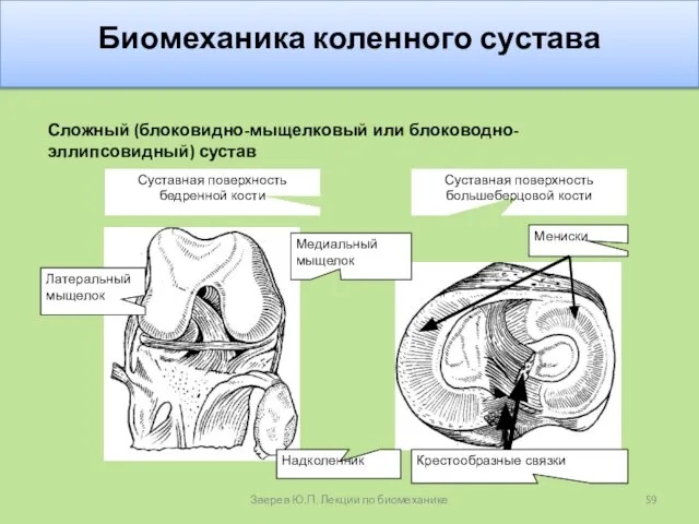 Биомеханика коленного сустава Сложный (блоковидно-мыщелковый или блоководно-эллипсовидный) сустав Зверев Ю.П. Лекции по биомеханике