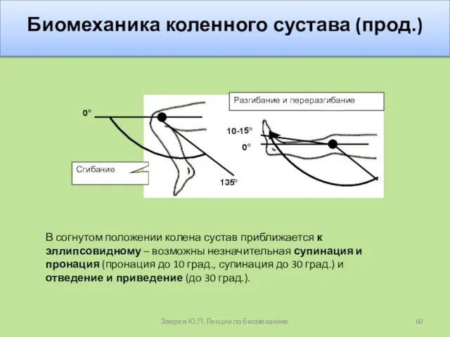 Биомеханика коленного сустава (прод.) В согнутом положении колена сустав приближается к