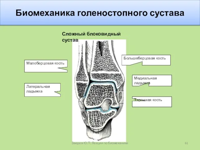 Биомеханика голеностопного сустава Сложный блоковидный сустав Зверев Ю.П. Лекции по биомеханике